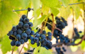 Nearly all NZ wine production now certified sustainable, report shows