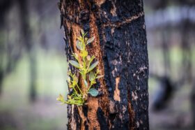 Vic Gov waives liquor license fees for bushfire-hit venues